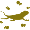 Salamander - Amphibian Animal