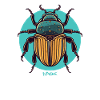 Big fat insect