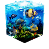 Angelfish
