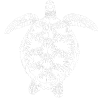 Turtle white2
