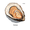 L’huître