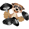 Bodybuilder Erdmännchen mit Hanteln beim Training