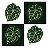 Anthurium Clarinervium