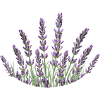 Lavender Straws Lavender