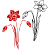 Jonquilles