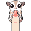 Sugar glider wrapped around finger