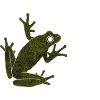 Frosch