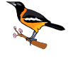 Venezuelan Troupial: Bird Lover's Delight