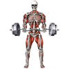 Skeleton Fitness Workout