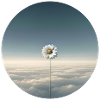 Sky Blossom Zen