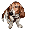 Basset