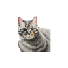 Katze