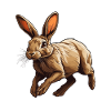 Hare