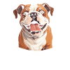 Bouledogue