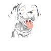 Dalmatian