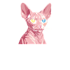 Sphynx Cat