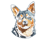 Australian Cattle Dog