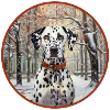Dalmatien à New York