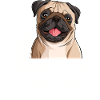 Süßer Lachender Mops & Kaffee Design