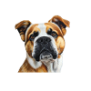 Chien