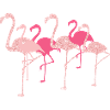 Flamingo Flamingo