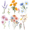 Botanical Wildflowers