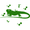 Bearded dragon - amphibian animal