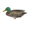 Canard colvert