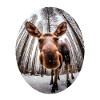 Moose funny and witty