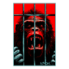 Free the chimpanzee monkey