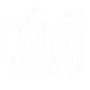 White Chinese Dragon
