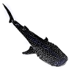 Whale Shark Glowing Silhouette