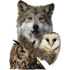 Wolf and Owls