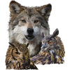 Wolf and Owls