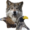 Wolf and Eagles