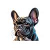 Best Frenchie Dad Ever