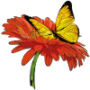 Schmetterlingauf Blumenblüte
