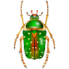 Stephanorrhina guttata-beautiful insect