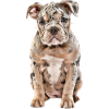 OLD ENGLISH BULLDOG Dog Dogs Bulldog