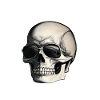 Skull with sunglasses
