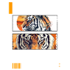 Tiger, Tiger Huvud, Stor Katt, Rovdjur, Vilda, Stark
