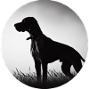 German shorthaired pointer