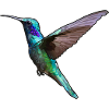 Hummingbird