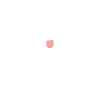 Samoyed