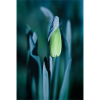 Daffodil
