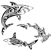 Requins polynésiens noirs