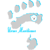 Eisbär 7