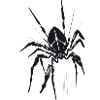 Spider,Black,Tarantula,Illustration