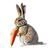 Hase frisst eine Möhre
