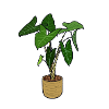 Houseplant